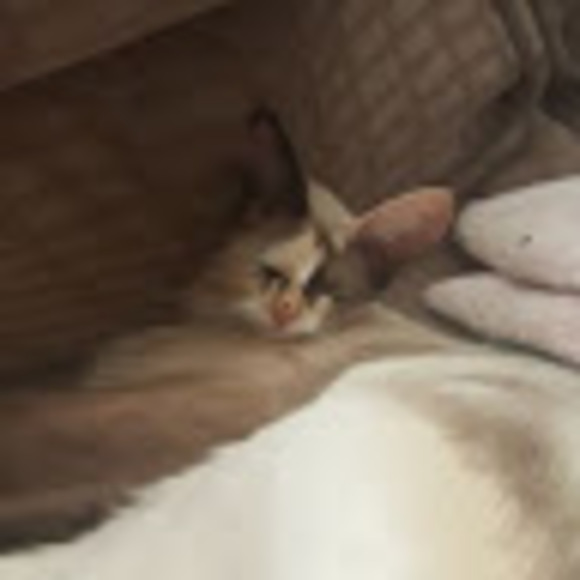 Meet your Posher, Sewer - Picture 1 of 1